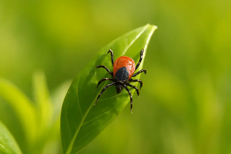 Maladie de Lyme – que faire lorsque le traitement classique ne fonctionne pas