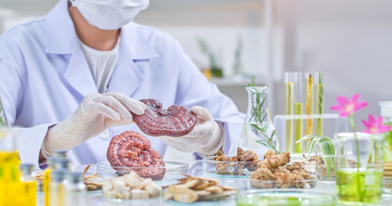 Reishi, Tamoxifène et BRCA : Mythes vs faits scientifiques