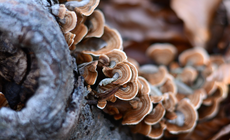 Immunité et champignons vitaux. Savent-ils quand soutenir l'immunité et quand, au contraire, l'apaiser ?