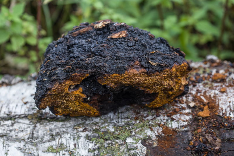Chaga, le champignon pour une digestion saine