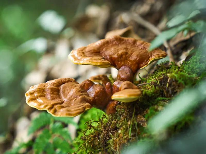 Champignons vitaux - une aide précieuse dans la médecine chinoise