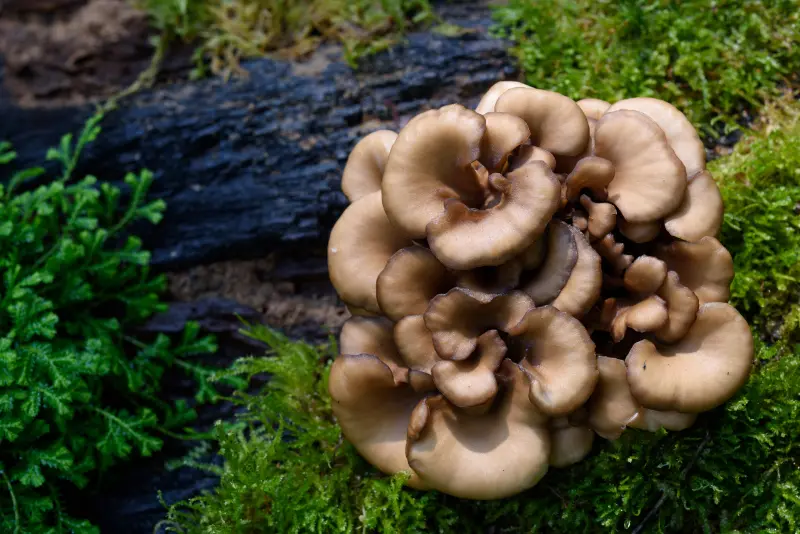 Maitake, le champignon préventif de la vieillesse