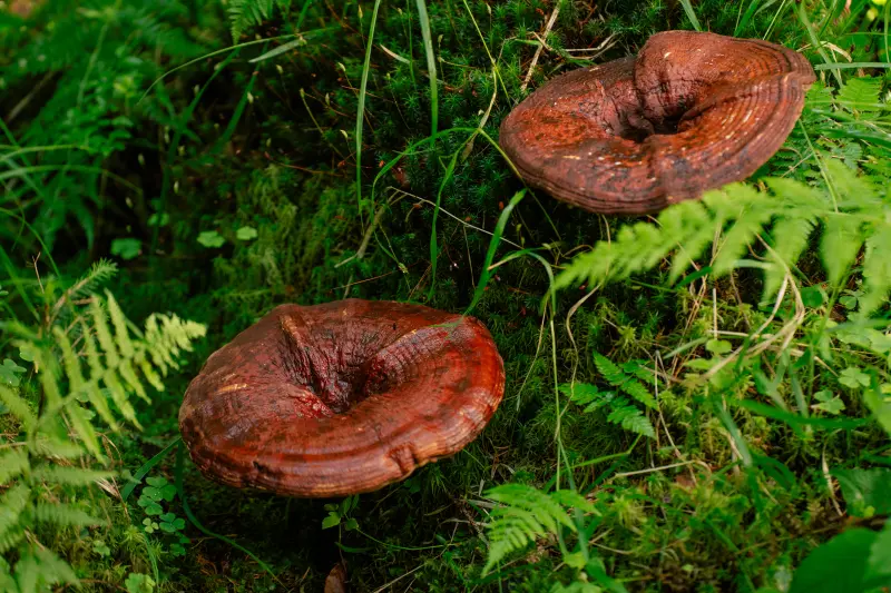 Reishi – le champignon de la tranquillité et de la longévité