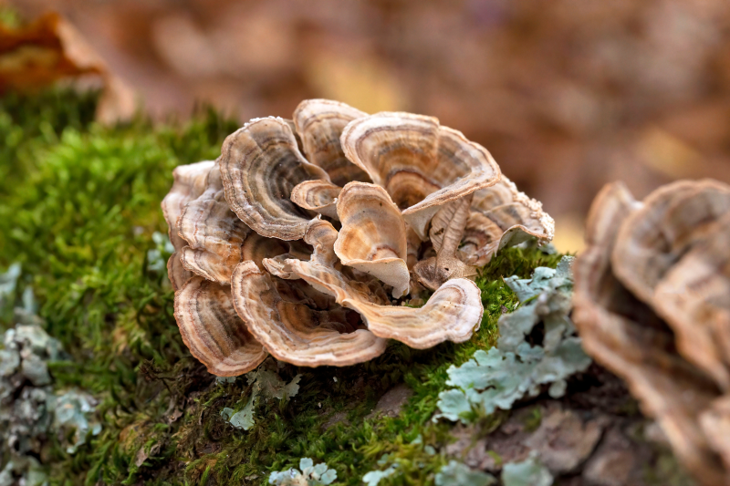 Coriolus - le tueur parmi les champignons